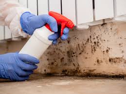 Environmental Consulting for Mold Prevention in Wrightsville, PA